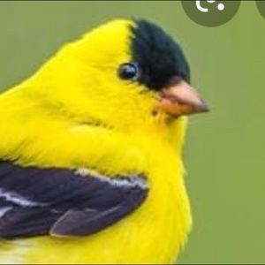 A chickadee looking for deals